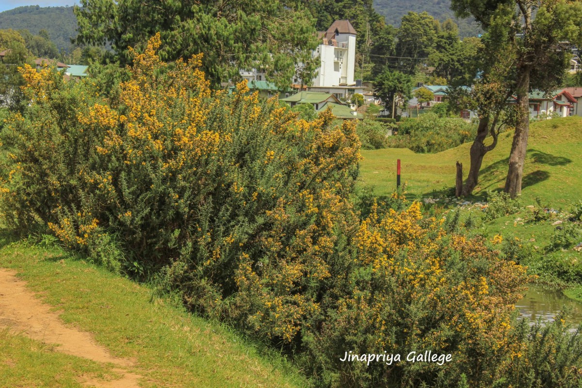 Ulex europaeus L.